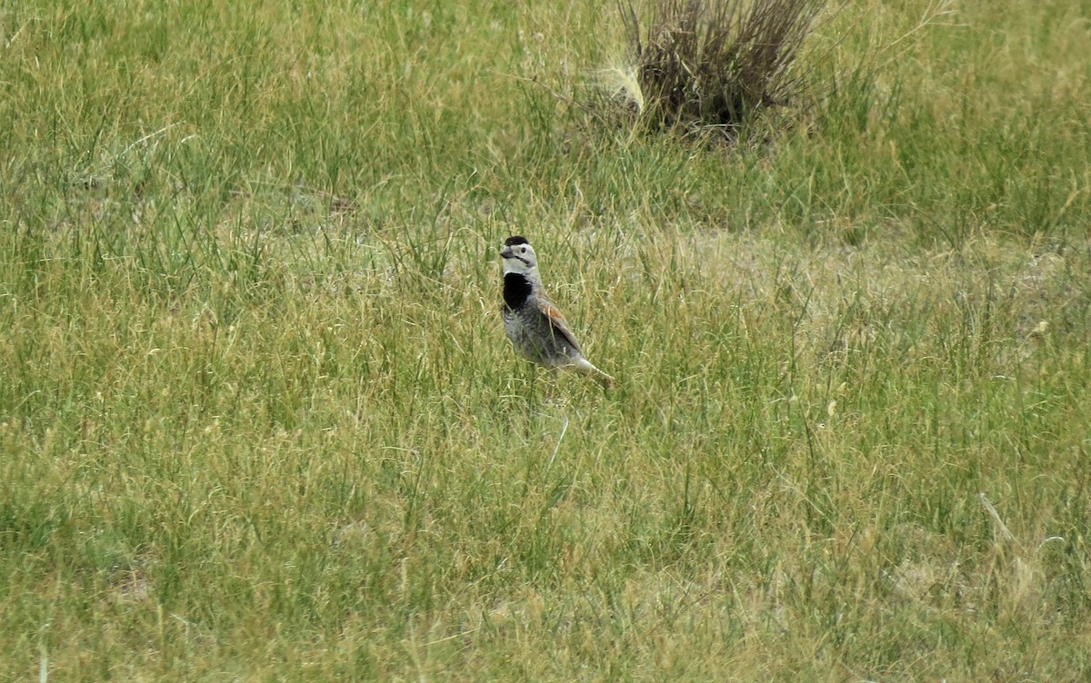 Thick-billed Longspur - John Murphy