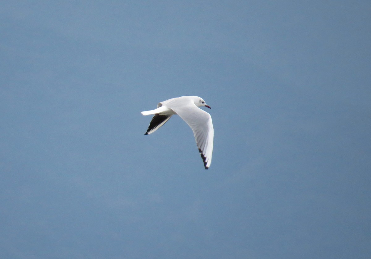 Mouette rieuse - ML246268601