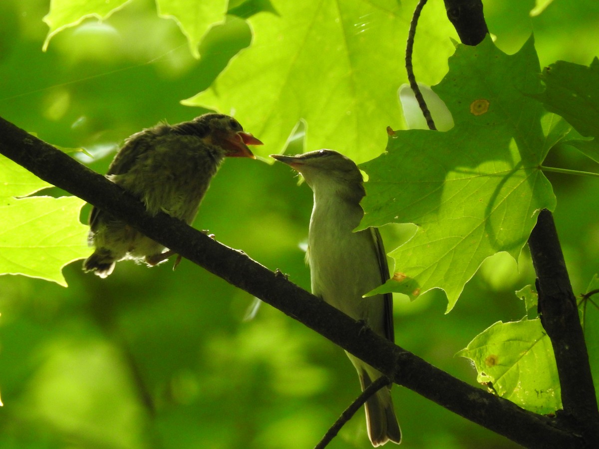 Kızıl Gözlü Vireo - ML246268641