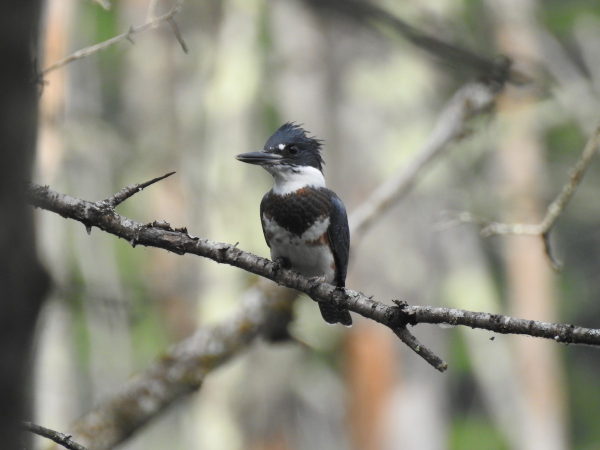 Belted Kingfisher - Cory Elowe