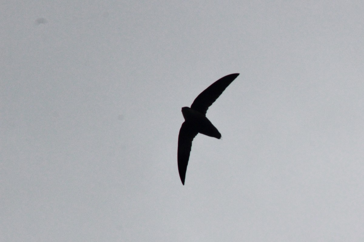 Chimney Swift - Zac Cota