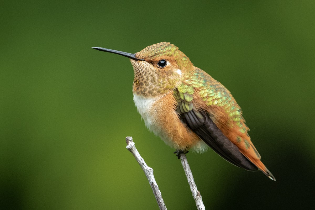 Rufous Hummingbird - Jonathan Ley