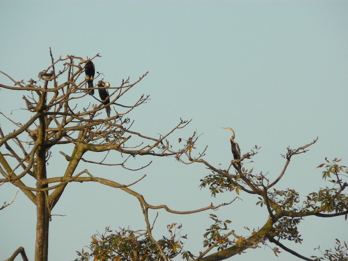 Oriental Darter - Colin Smith