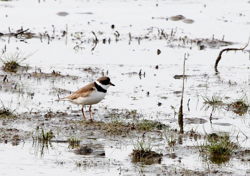 Semipalmated Plover - ML24627251