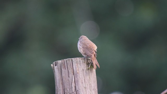 House Wren - ML246273161