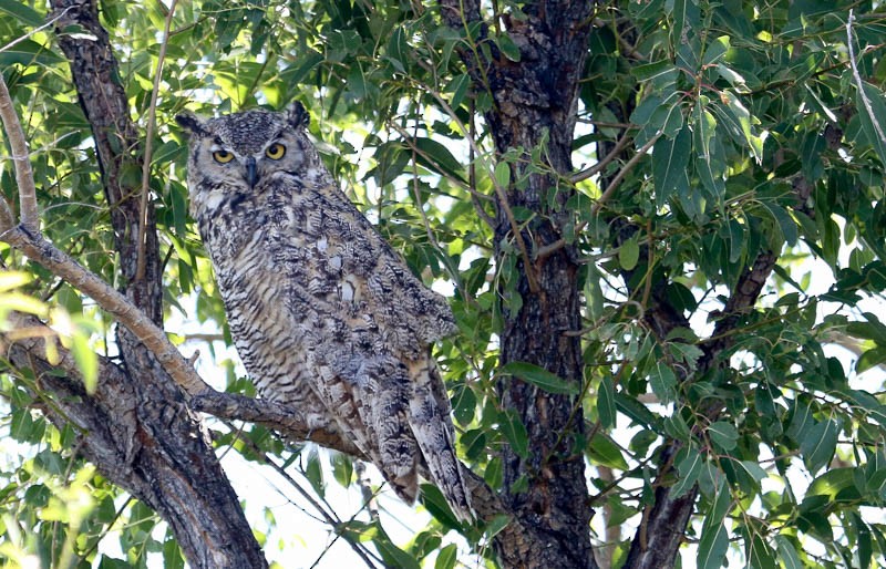 Great Horned Owl - ML24627321