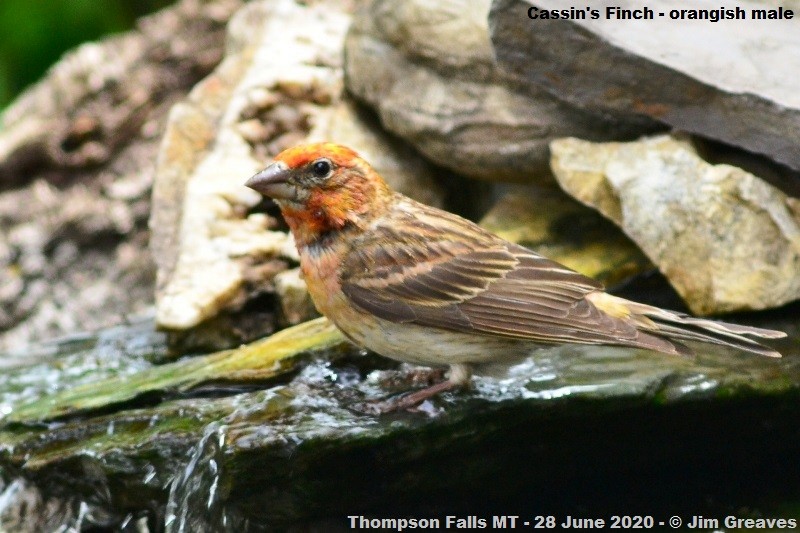 Cassin's Finch - ML246273271