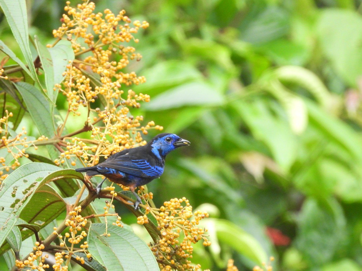 Opal-rumped Tanager - Javier Francisco  Parra