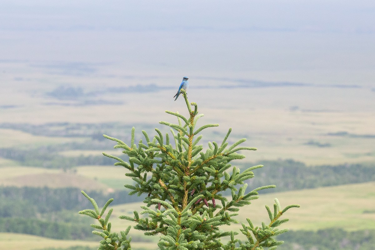 Mountain Bluebird - ML246275031