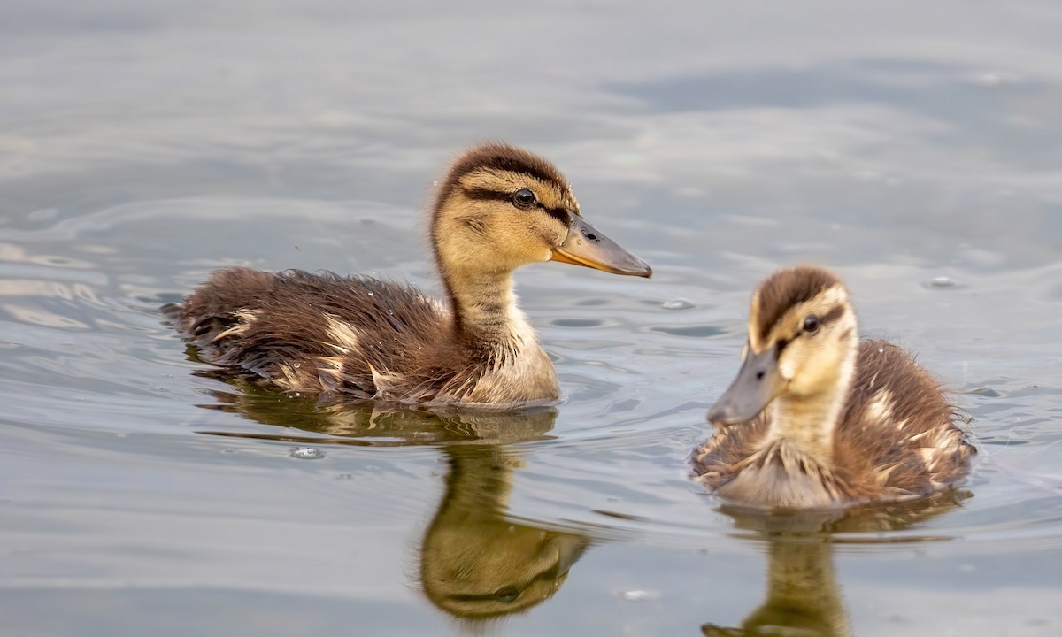 Canard colvert - ML246278111