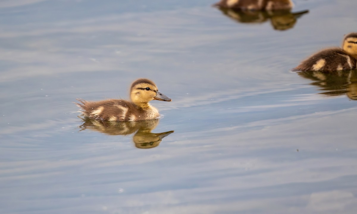 Mallard - ML246278151