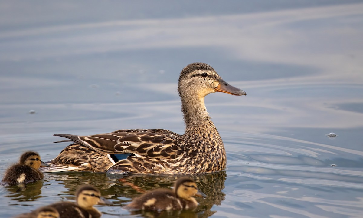 Canard colvert - ML246278181