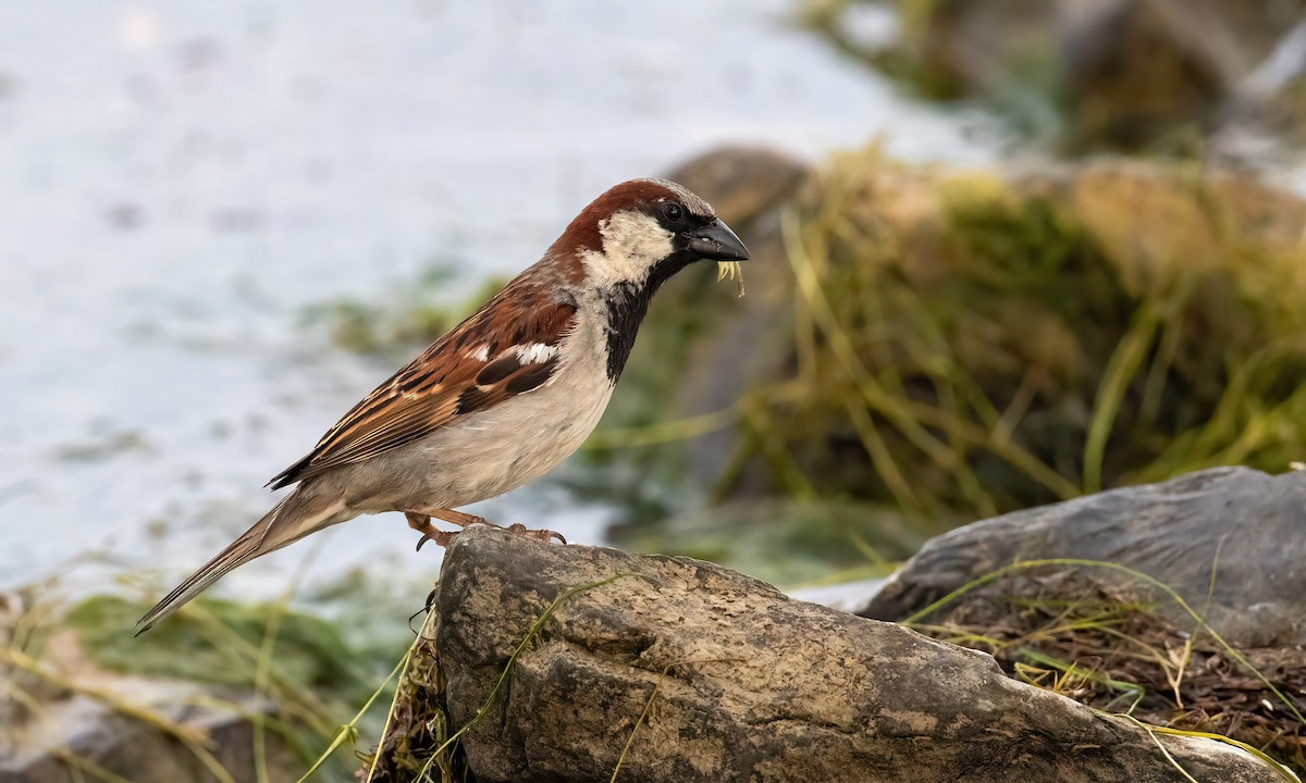 House Sparrow - Drew Weber