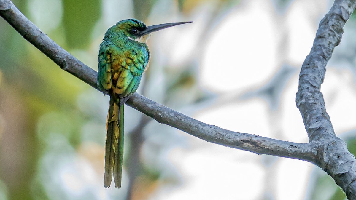 Rufous-tailed Jacamar - ML246279931