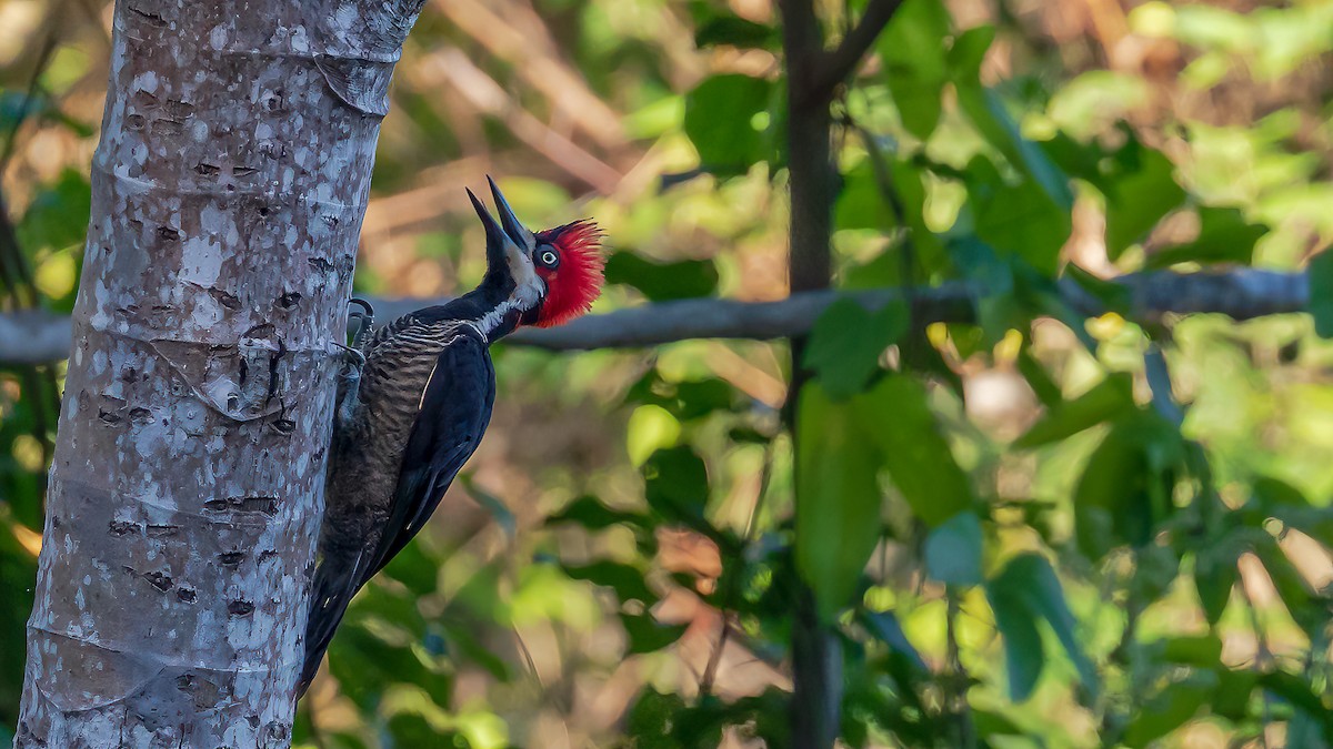 Crimson-crested Woodpecker - ML246280051