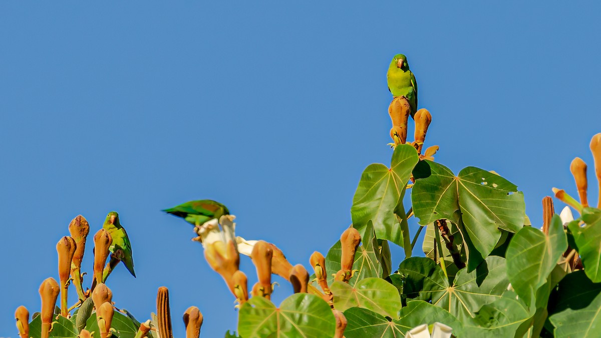 Orange-chinned Parakeet - ML246280441