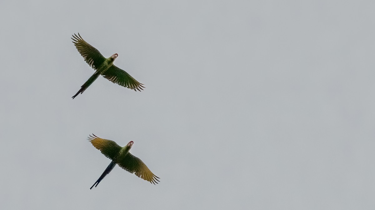 Military Macaw - ML246280471