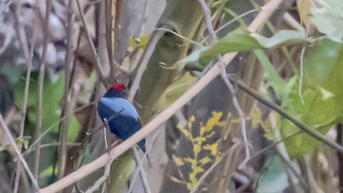 Lance-tailed Manakin - ML246280561