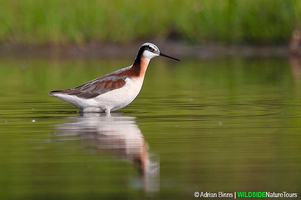 Wilson's Phalarope - ML246280621