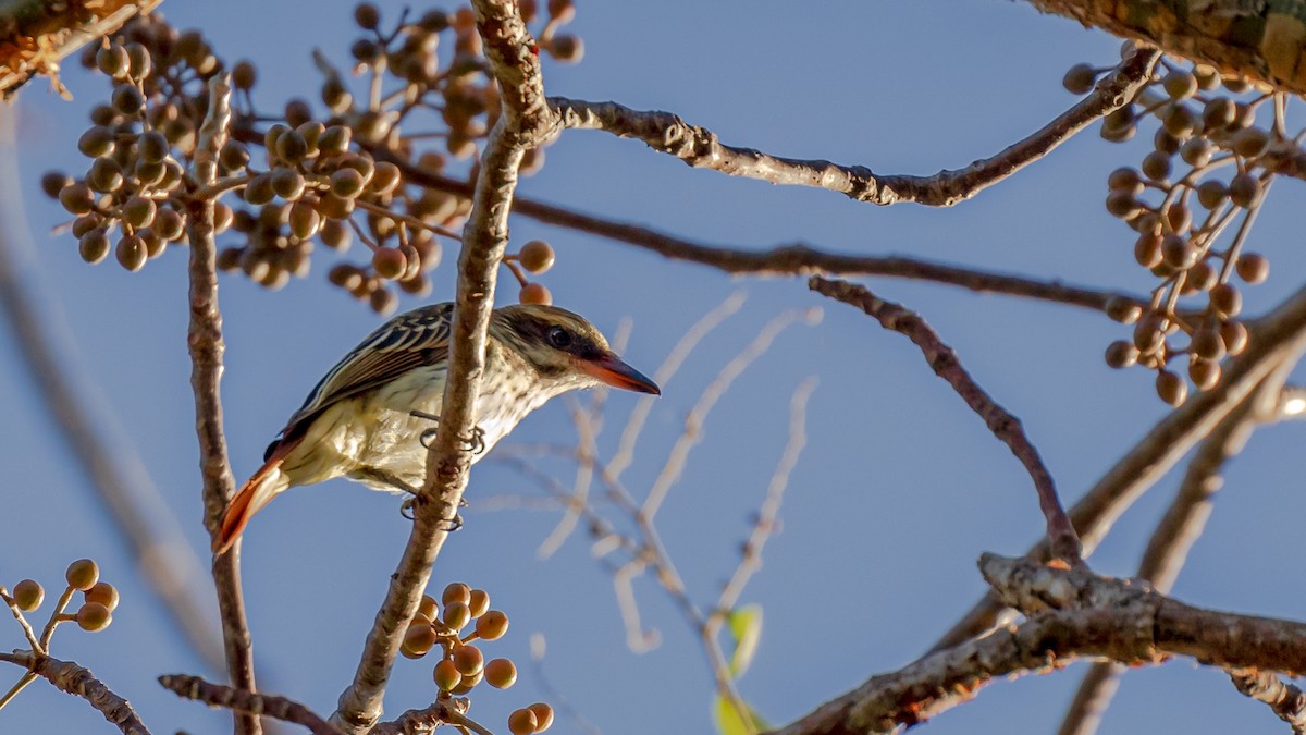 Streaked Flycatcher - ML246280831