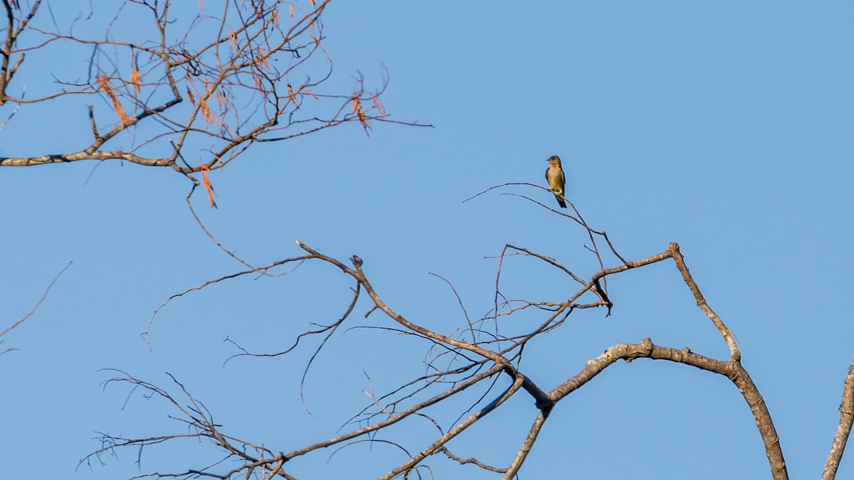 Southern Rough-winged Swallow - ML246281181