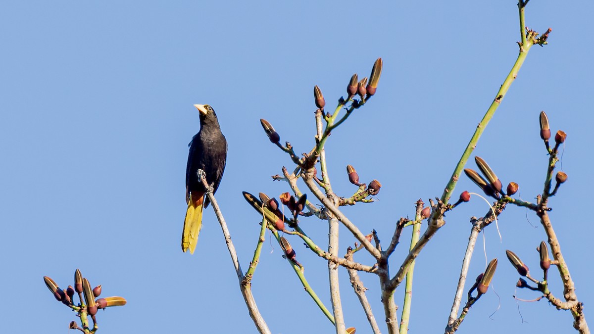 Crested Oropendola - ML246281251