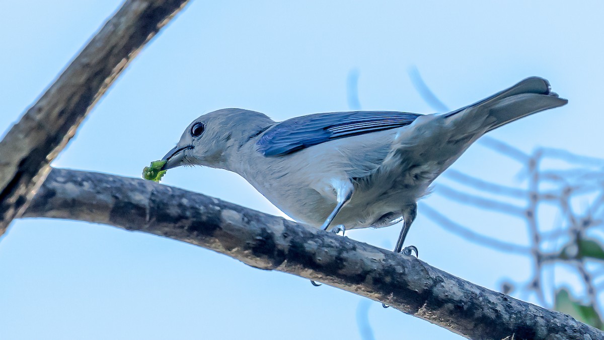 Blue-gray Tanager - ML246281281