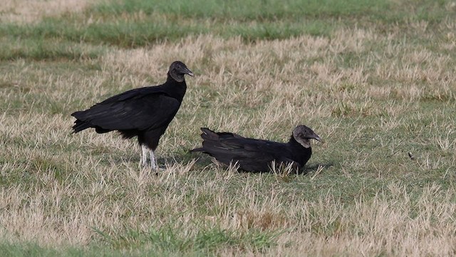 Black Vulture - ML246282321