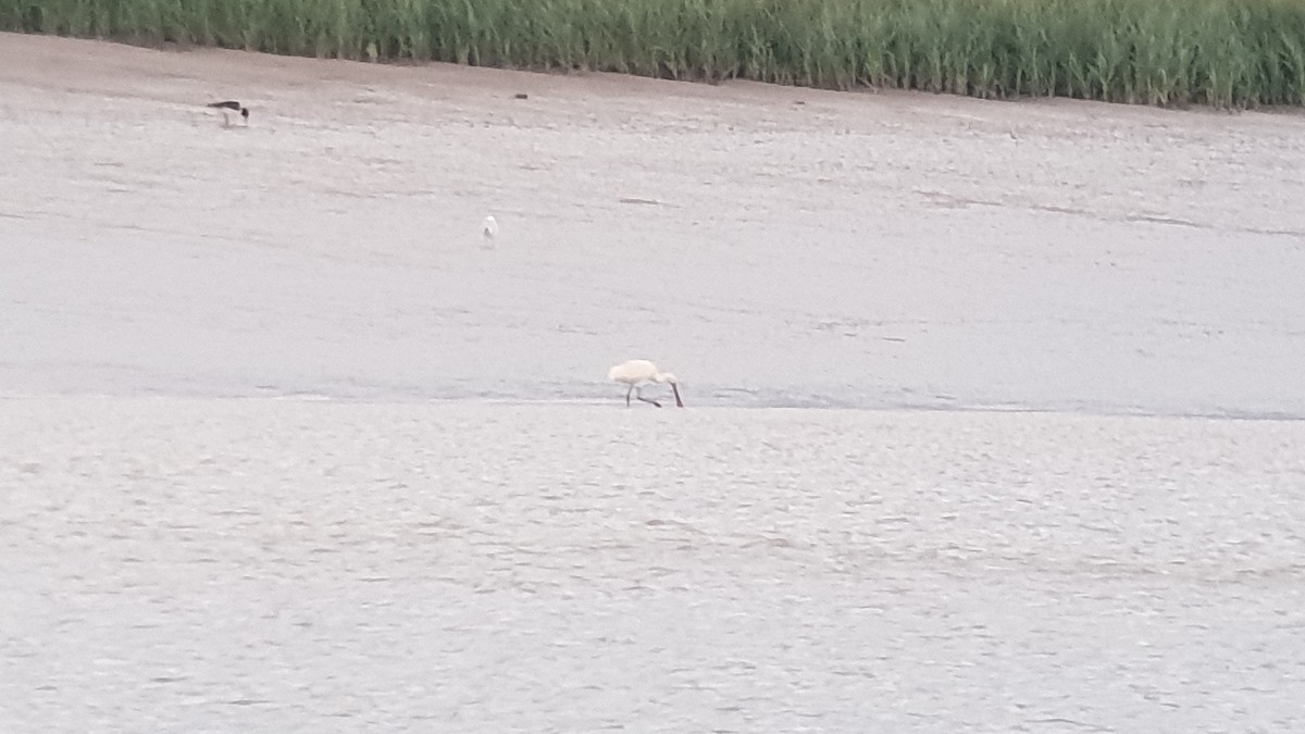 Eurasian Spoonbill - ML246283821