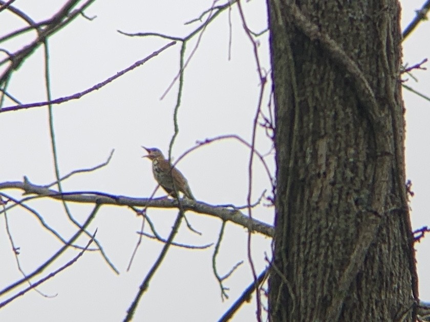 Wood Thrush - ML246284851