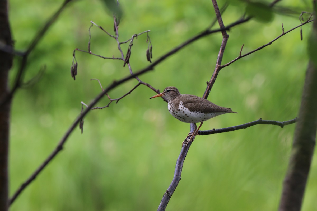 Spotted Sandpiper - ML246285231