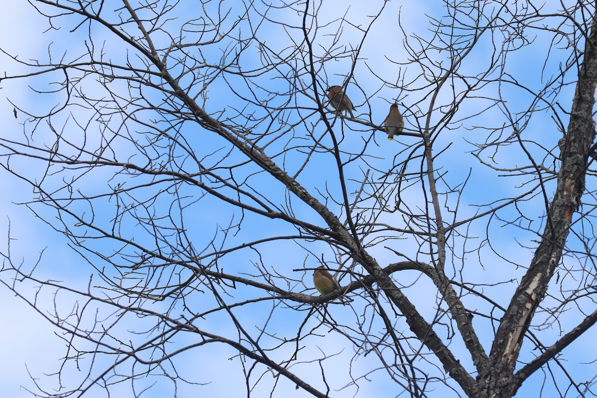 Cedar Waxwing - ML246285351