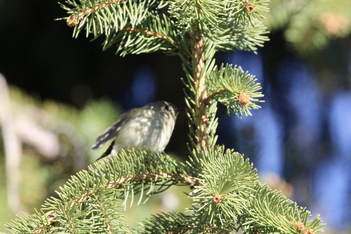 Ruby-crowned Kinglet - Zac Cota