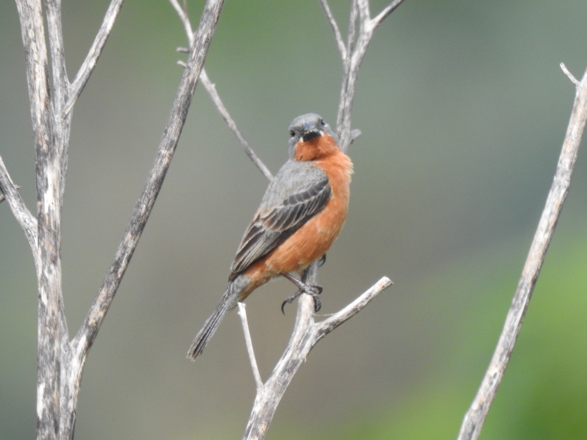 Ruddy-breasted Seedeater - Heidi  Viteri