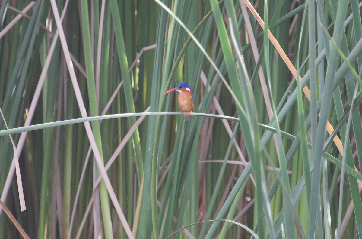 Malachite Kingfisher - Michelle Schreder