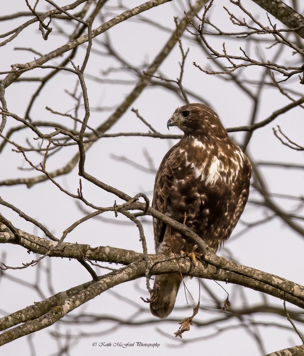 hawk sp. - ML246287031