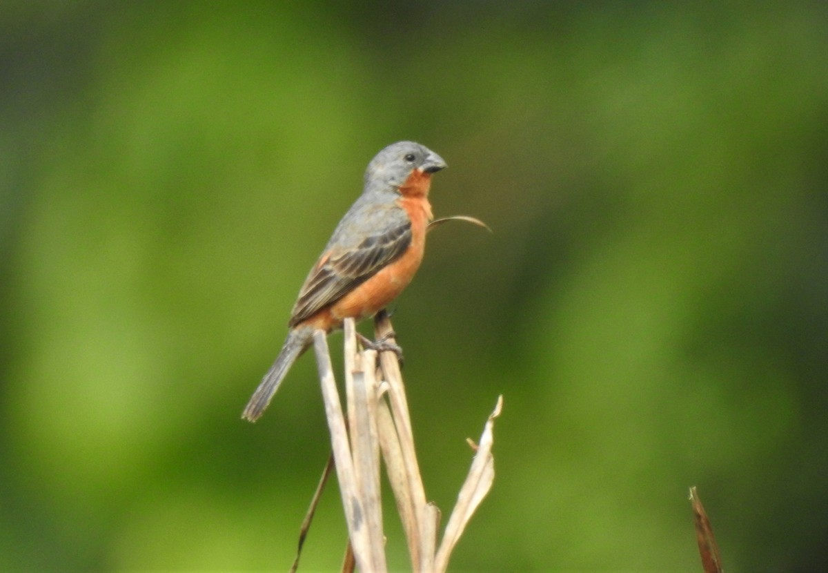 Ruddy-breasted Seedeater - Heidi  Viteri