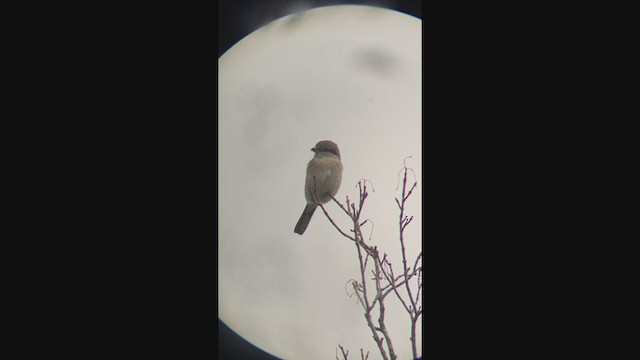 Northern Shrike - ML246287191
