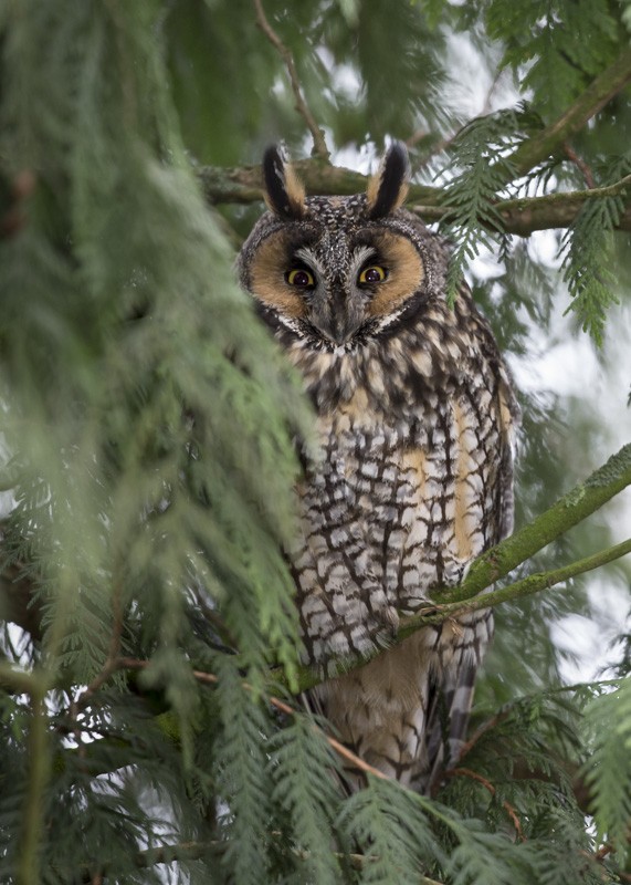 Long-eared/Short-eared Owl - Jon Timmer