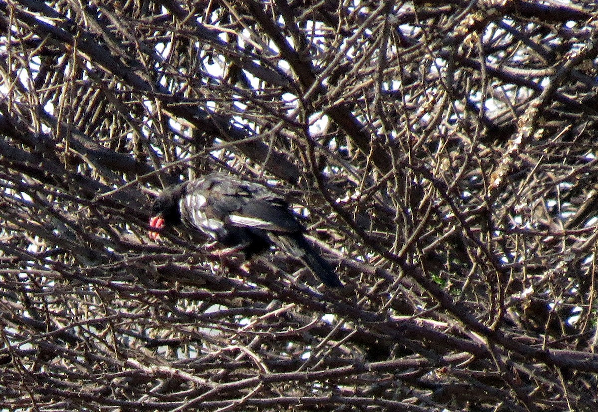 Red-billed Buffalo-Weaver - ML24628951