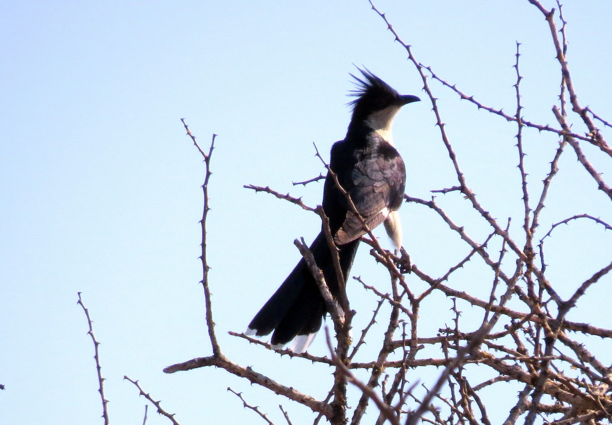 Pied Cuckoo - ML24629001