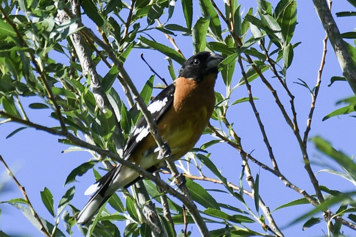 Black-headed Grosbeak - ML246291671