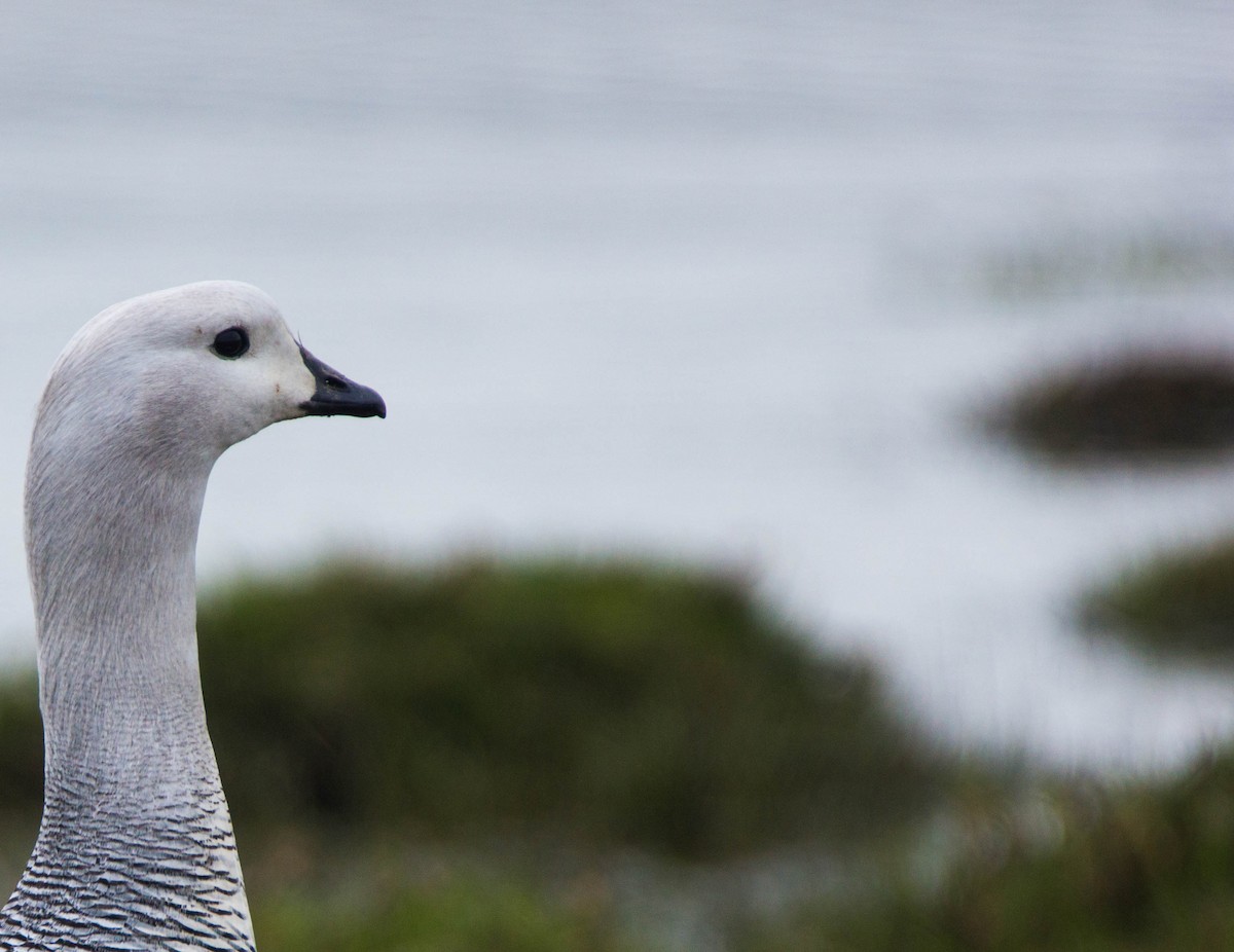 Upland Goose - ML246291841