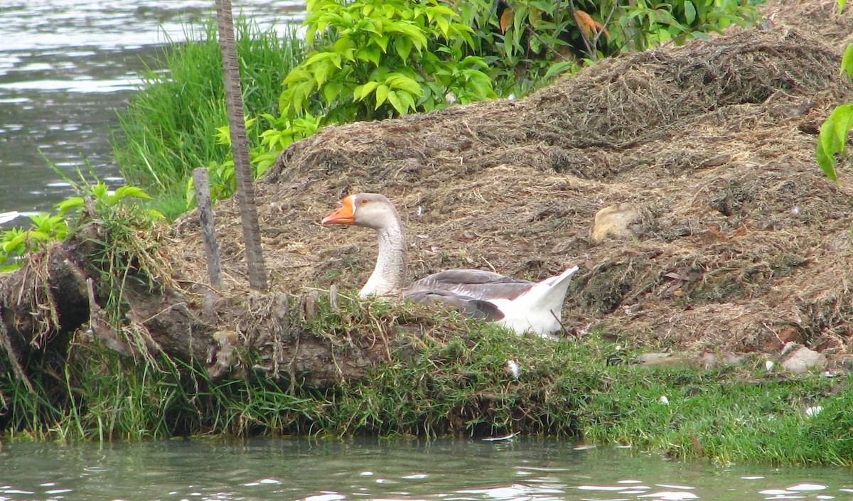 Graylag Goose (Domestic type) - ML24629231