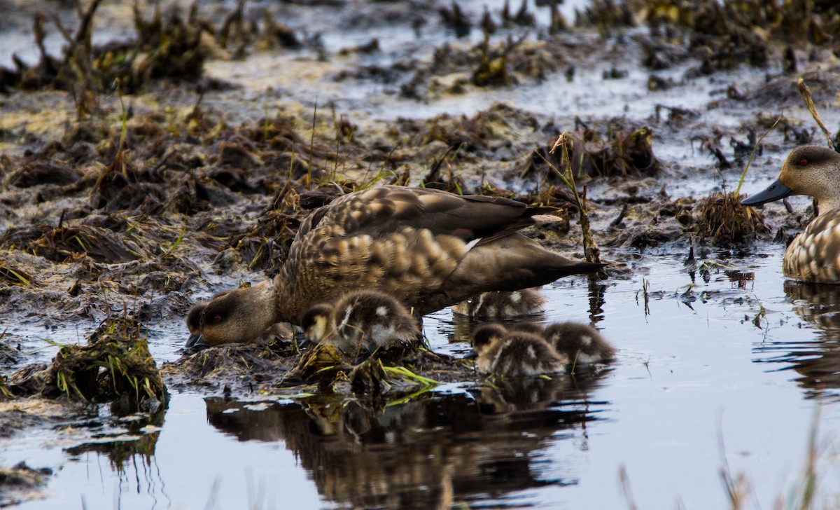 Crested Duck - ML246292351