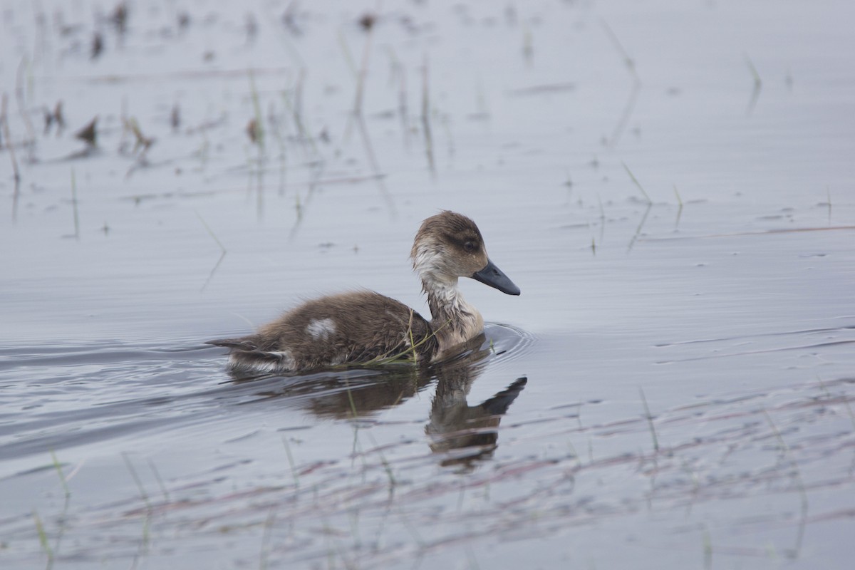 Crested Duck - Ariel Troncoso Ossandón