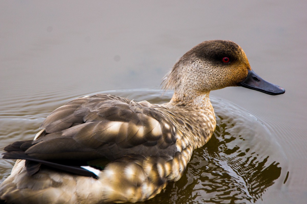 Crested Duck - Ariel Troncoso Ossandón