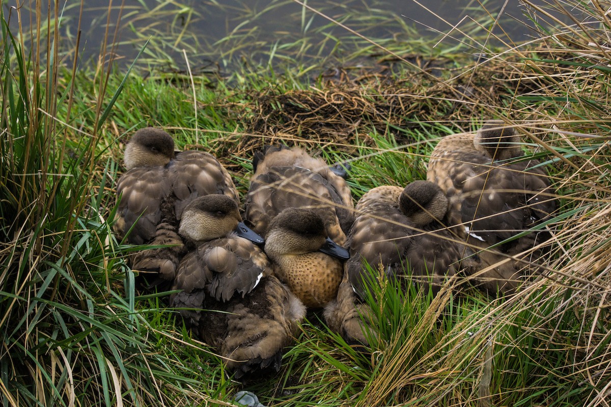 Crested Duck - ML246292411