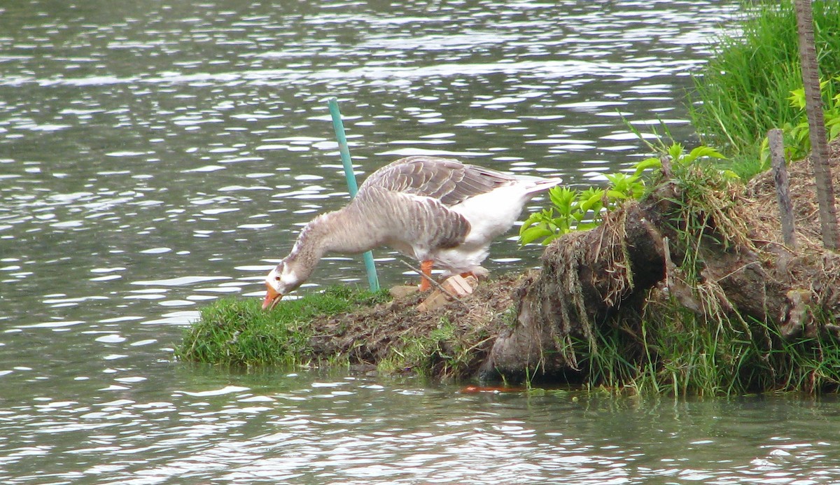 Graylag Goose (Domestic type) - ML24629291