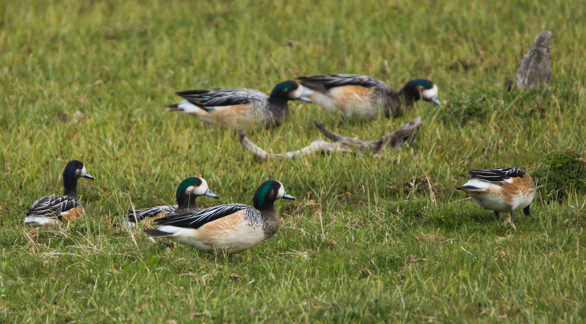 Chiloe Wigeon - ML246292961